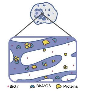 Schematic view of a cell with detail of BirA*G3 biotinylation of proteins in the secretory pathway.